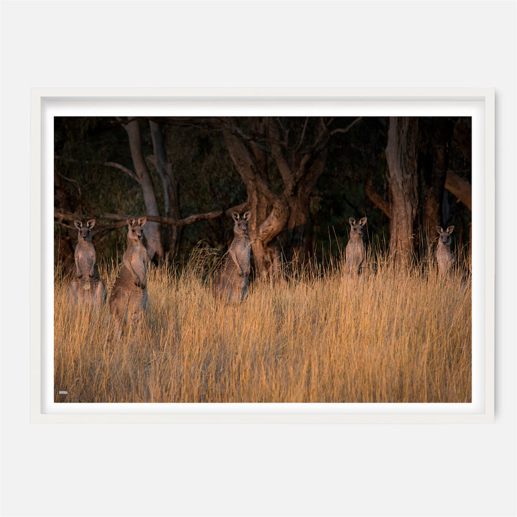 Curious Roos