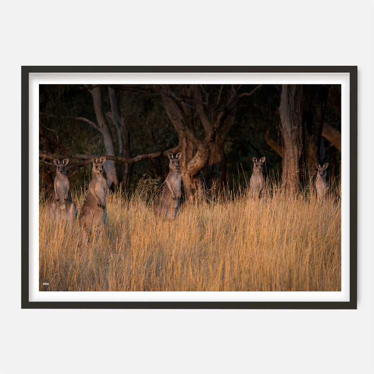 Curious Roos