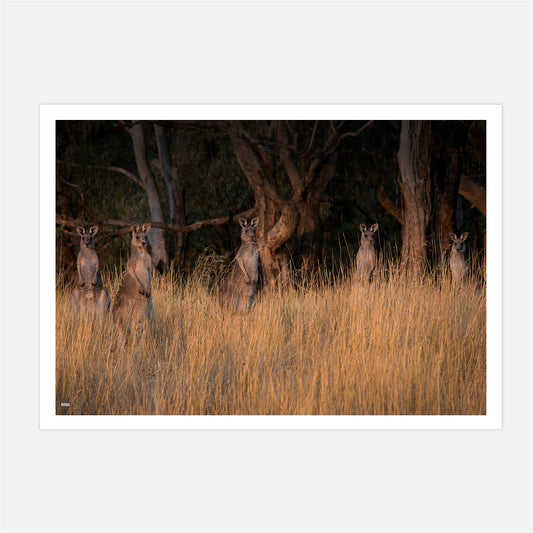 Curious Roos
